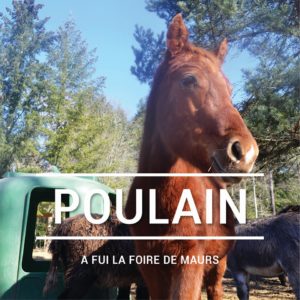 Le Vernou sanctuaire animalier b&#038;b vegan woofing la poulain sauvetage
