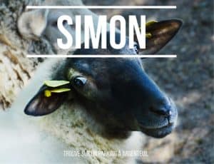 Le Vernou sanctuaire animalier b&#038;b vegan woofing mouton