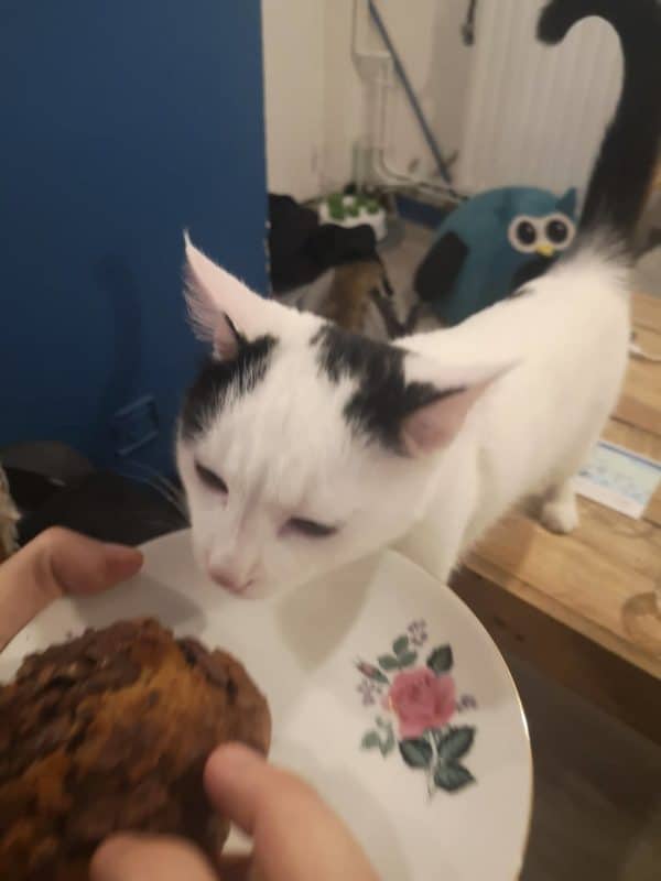 Au bonheur des chats