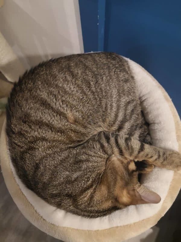 Au bonheur des chats &#8211; Neko café solidaire végétalien vegan Lyon (6)