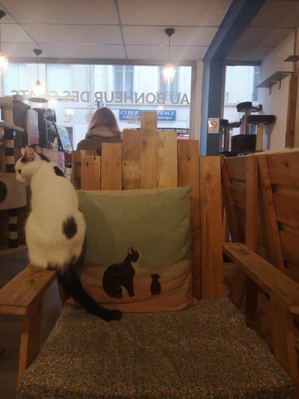 Au bonheur des chats &#8211; Neko café solidaire végétalien vegan Lyon (7)