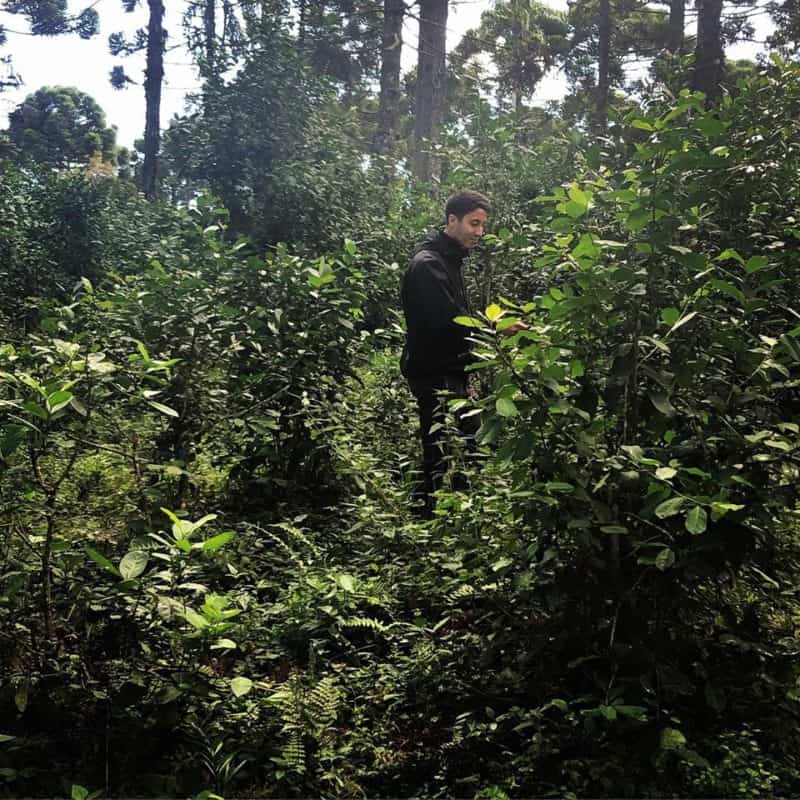La bombilla yerba maté plantation de thé
