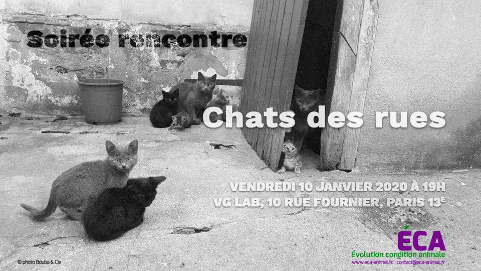 Soirée rencontre : chats des rues chez VG Lab Paris 1