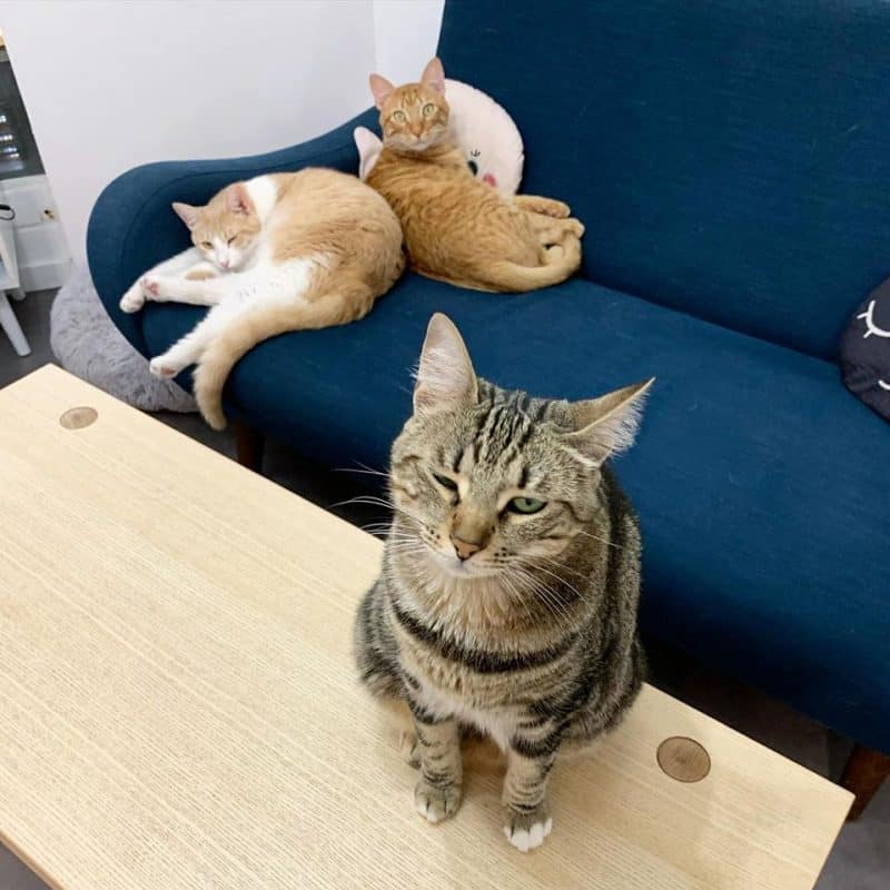 Meow cats cafe aix en provence chats