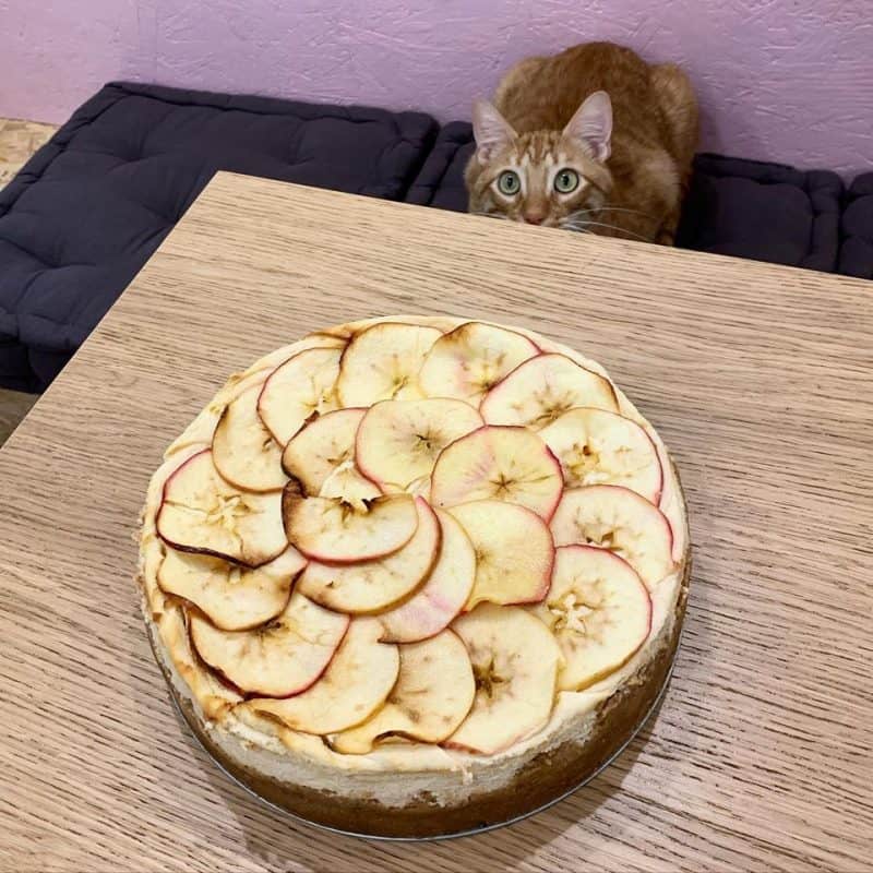 Meow cats café