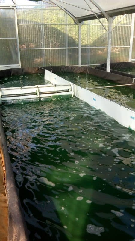 Spiruline